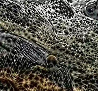 inscription 0b30a62cf2596a4d541d5d0f3d9fdfb2be16f2dcc31c9dfd13afb7bbf31bc1cdi2