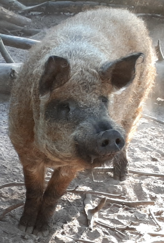 inscription 764828fa887fcc9f1679b79677fcd235ddbaeb795b2f58df77f36ed2fa0e8cf8i0