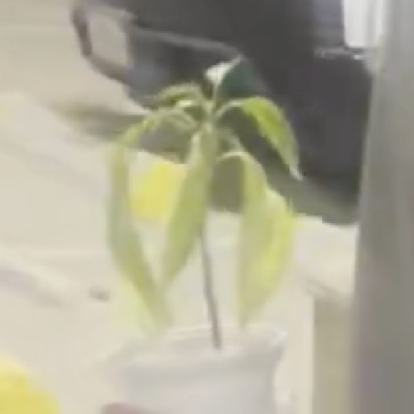 inscription 8bbc516eeb33d0d61c108f6d8577b29e89b7647f0830a74227a565e49195b257i0