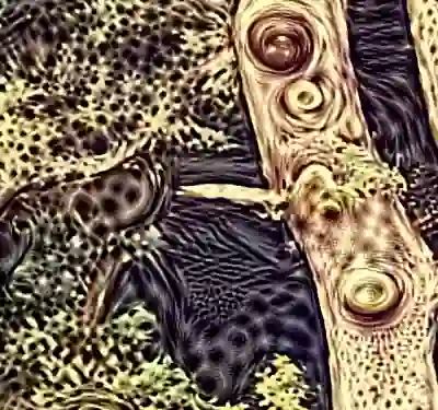 inscription abc9992fadd525e3de451998a867c337c5bd9b160dde2b00a1596d1cf5746fc7i1