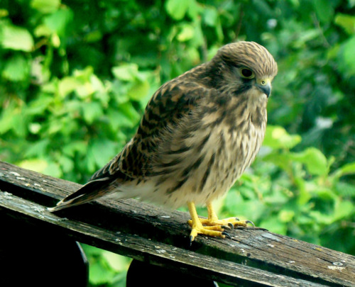 inscription c709fcd59fcc42eb957b99e9542795f91d5491dcdc39e2c69bb4d117b7799b41i0